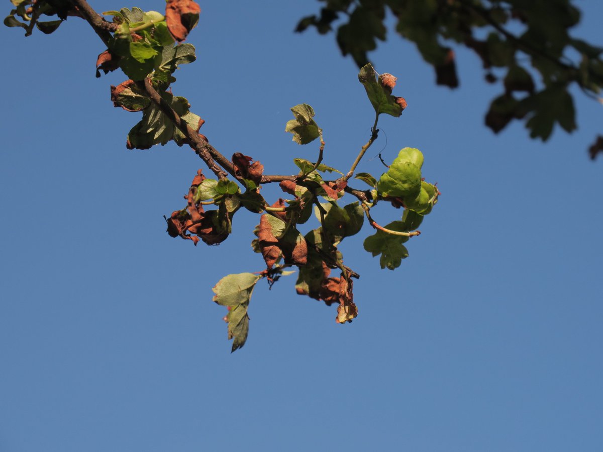 Saltytrees's tweet photo. Dass #Streusalz hier eine entscheidende Rolle spielt, sieht man an den braunen #Blattrandnekrosen - ein untrügliches Indiz für #Salz-Intoxikation. #Tausalz #Chlorid #Bäume #Saltytrees https://t.co/LwQrLHMBNA