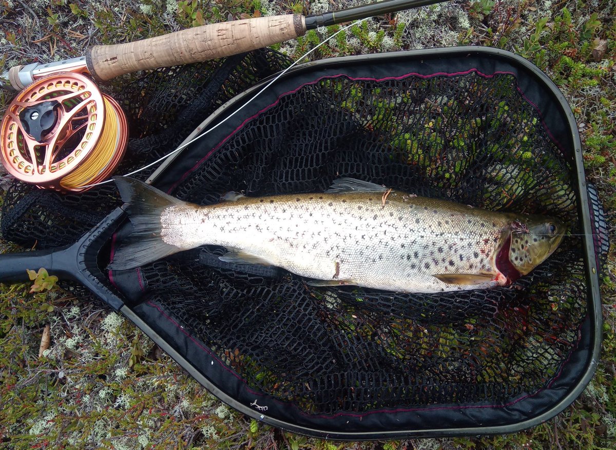 PaaTur's tweet image. @PaaTur #ørret #fluefiske #middag #endeligettermangeharr #femundsmarka