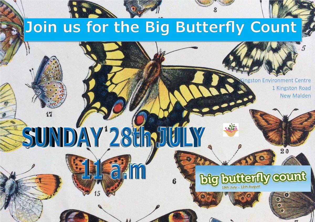Caterpillars have been eating the cabbage leaves ... on Sunday we are joining the Big #ButterflyCount Find out more at bigbutterflycount.org