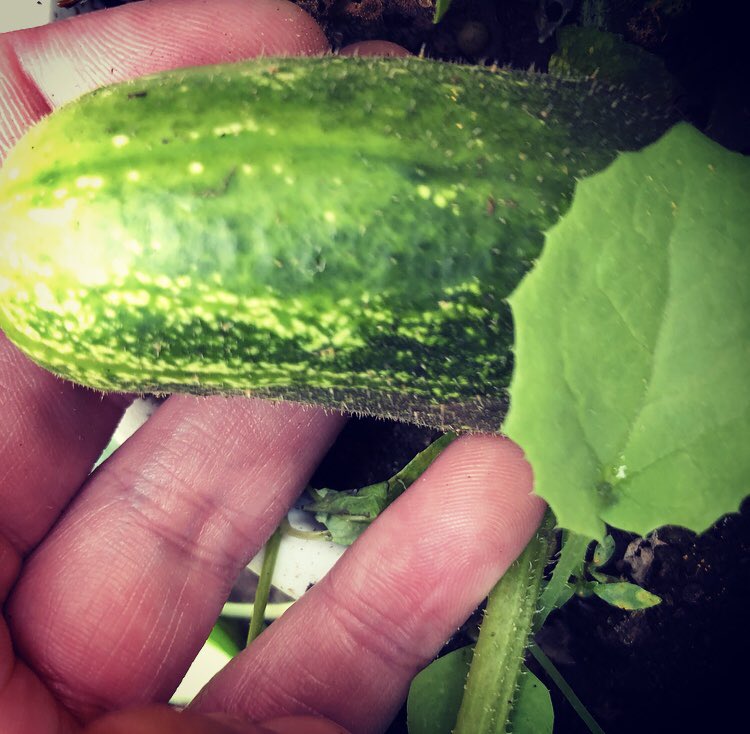 Courgettes coming along nicely #giy #homegrown #grownfromseed #familytime #gardening #growing #courgettes