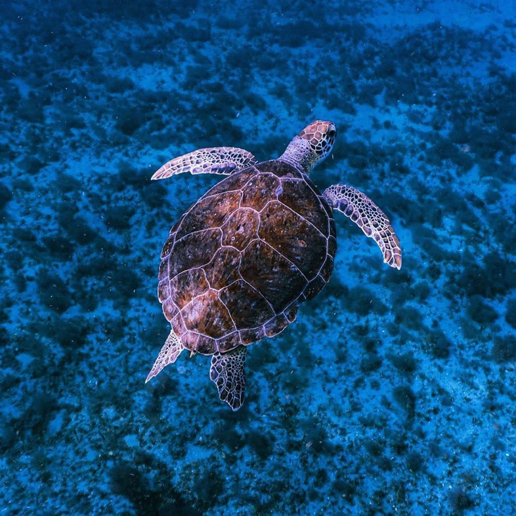 L🐢CAL • @jamielevindoski
•
•
•
•
#seaturtle #seaturtles #seaturtlelover #seaturtlelovers #turtle #turtles #oceanlife #saveourseas #marinelife #marinebio #marinebiology #marinescience #seaturtlecamp #summercamp #discoverocean