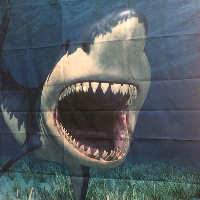 SpfldMassLib's tweet image. It’s Shark Time! Today 12-1:30 in the Central Library Children’s Program Room. Be there or be squid!🦈 #kidsactivities #springfieldcitylibrary #springfieldma #library ift.tt/2JZSvGi