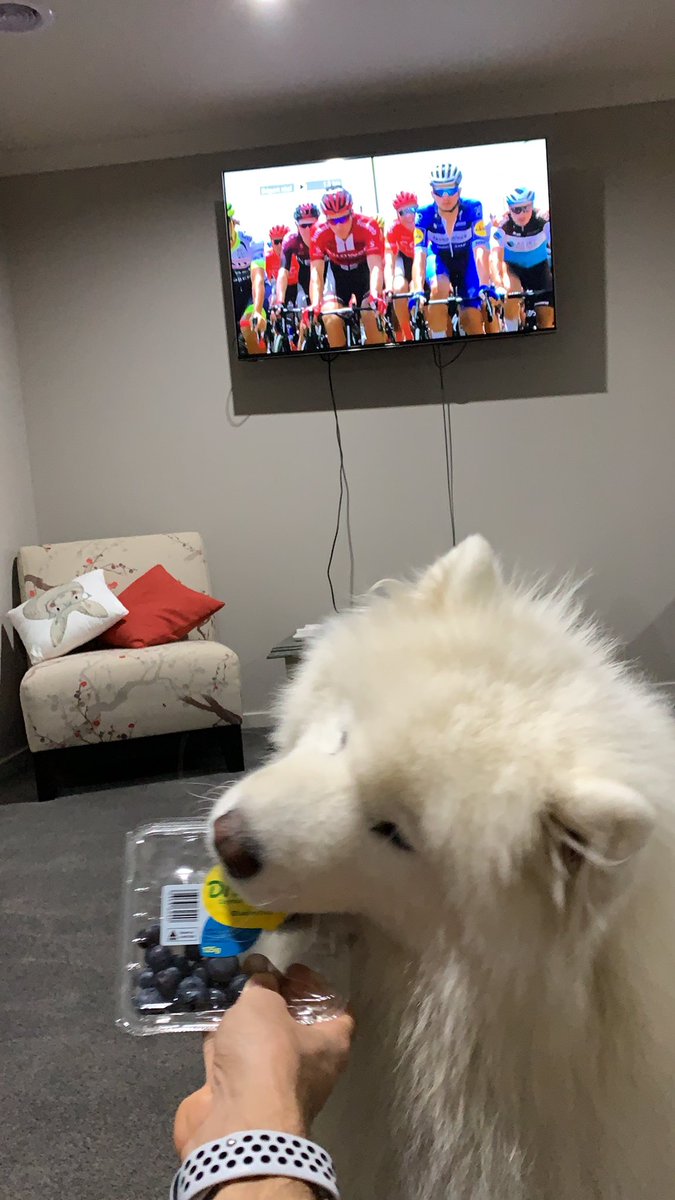 Tour time <a href="/CyclingCentral/">Cycling Central</a> #couchpeloton #toursnacks #tourdog