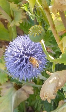 Two #bumblebee in flight. I love how cheerful this border looks. Lots of bees #plantforpollinators #Wildlife @WildLondon @RSPBUrban