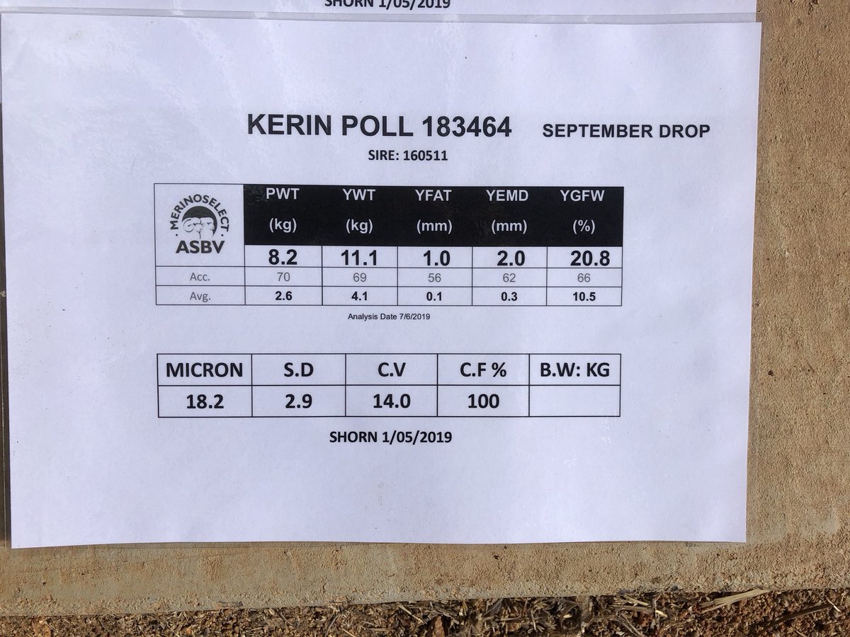 Kerin_Ag's tweet photo. Data / Meat traits /Fibre/Growth September born out of a ewe lamb 98 kg got it all this bloke. #kerinpollmerino # earlymaturingmerions #awi #mla #nzmerino # BWFW https://t.co/TcBXhPE0gz