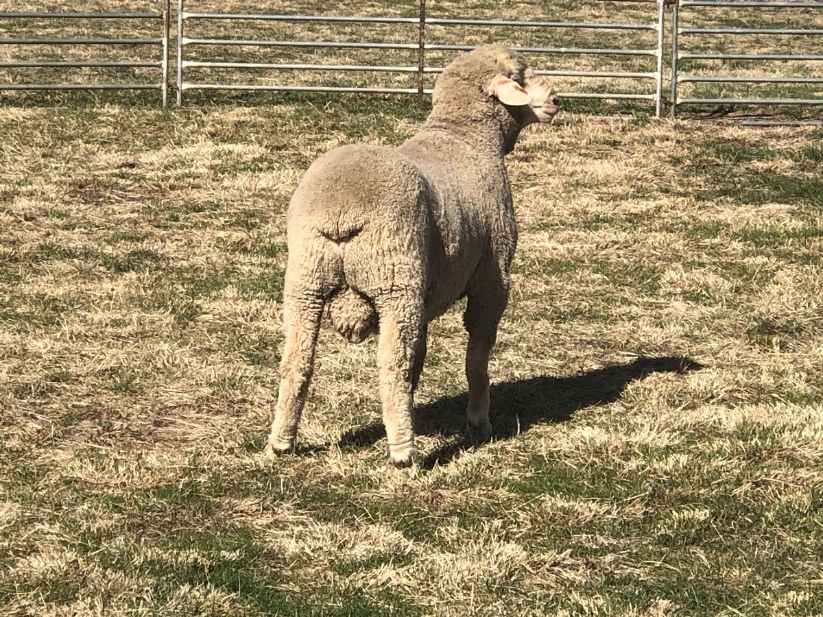 Kerin_Ag's tweet photo. Data / Meat traits /Fibre/Growth September born out of a ewe lamb 98 kg got it all this bloke. #kerinpollmerino # earlymaturingmerions #awi #mla #nzmerino # BWFW https://t.co/TcBXhPE0gz