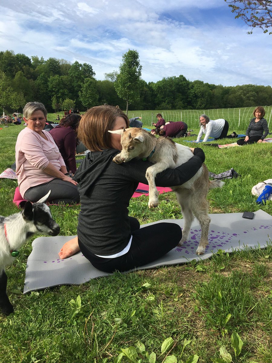 FarmKings's tweet image. #GoatYoga tickets still available for this Saturday! Tickets include an hour of yoga with goats and an hour of wine and cheese tasting with @MazzottaWines 🍷🧀 squareup.com/store/FFFarmer…