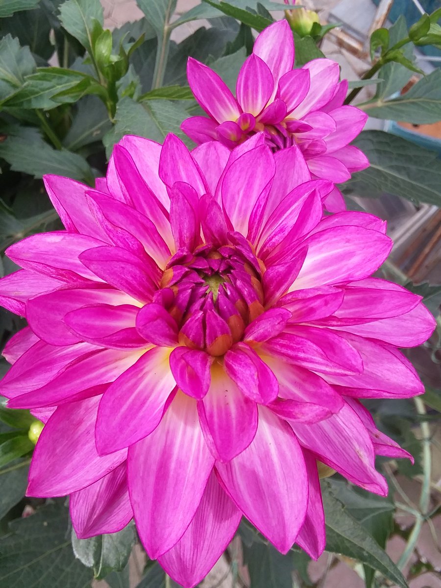 The Bounty of Blooms is upon us...Summer!