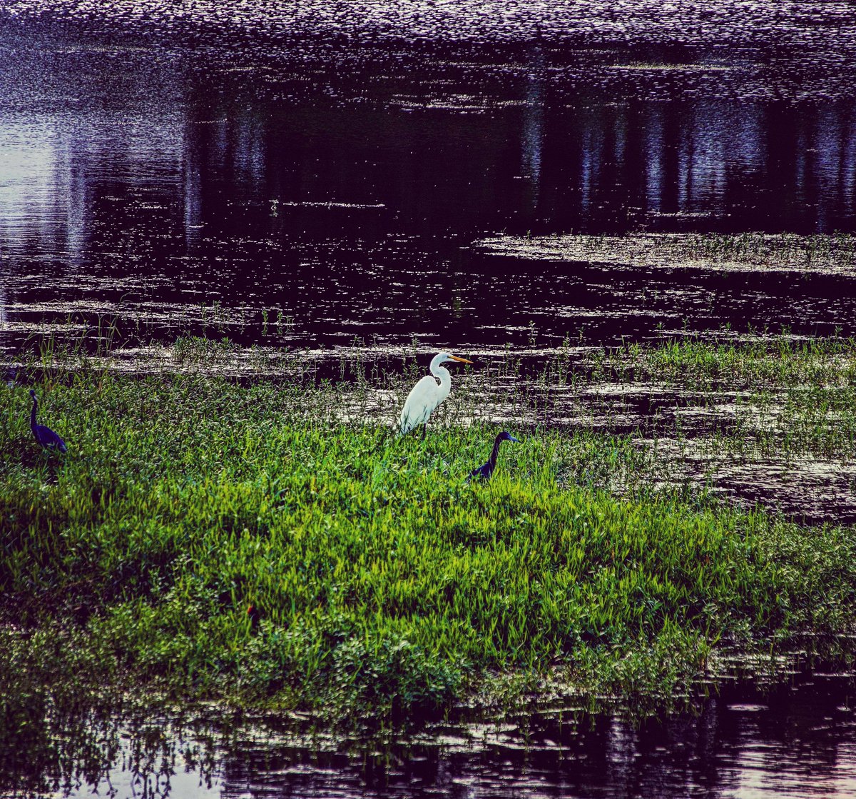 theresacross_'s tweet photo. pic: theresacross |shares from IG βΊοΈ|#flowerhour #Flowers #wildlifephotography #NaturePhotography #astrophotography #moonphotography #waningmoon #birds #platformconverse #platformkicks #floral #Astrophotographer #canonphoto #naturelovers https://t.co/EeQpJkEBzl