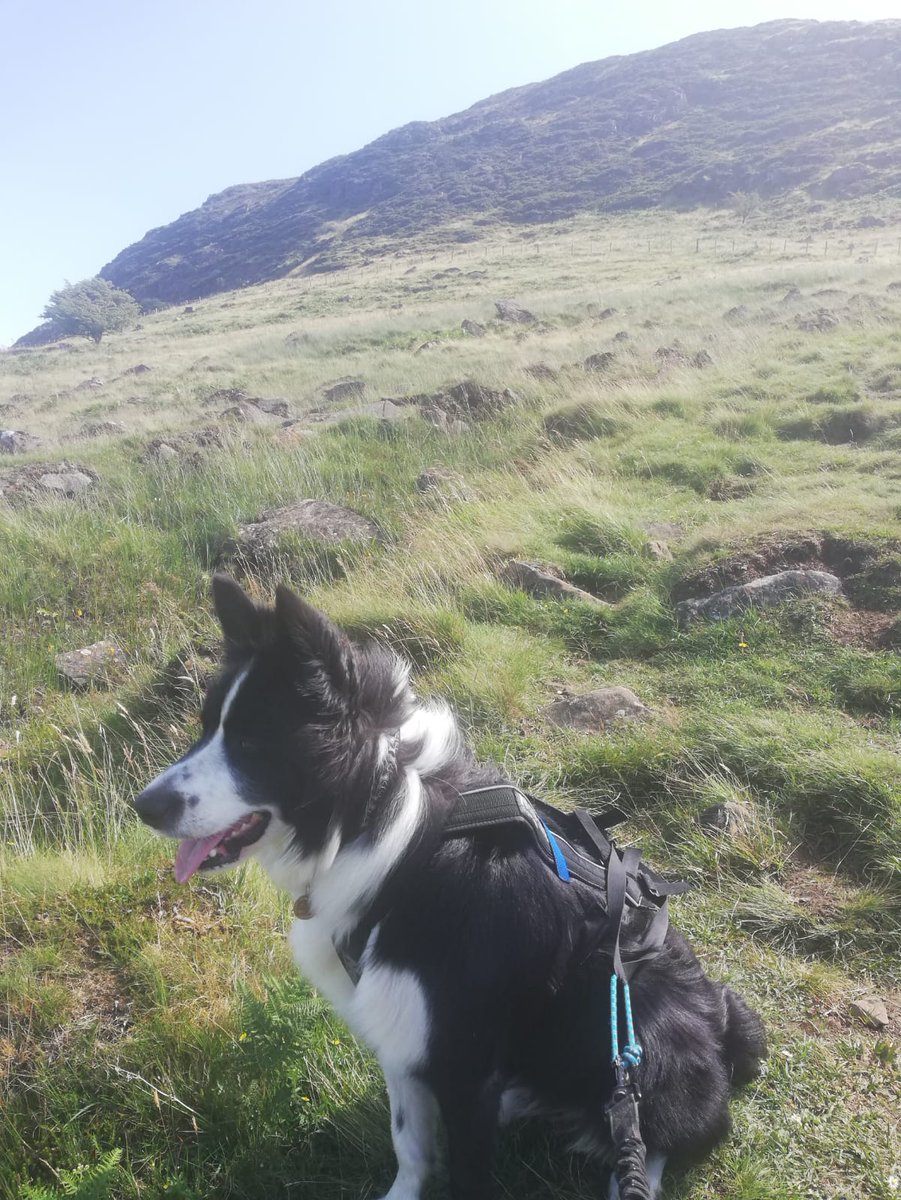 pacer_t's tweet photo. Today's #MEAdventure took us to the top of an extinct volcano. It was a nice walk to the top of Slemish and some great views https://t.co/ZG8GpUxjJz