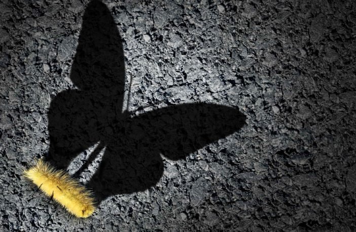 Ecopolitan tweet media