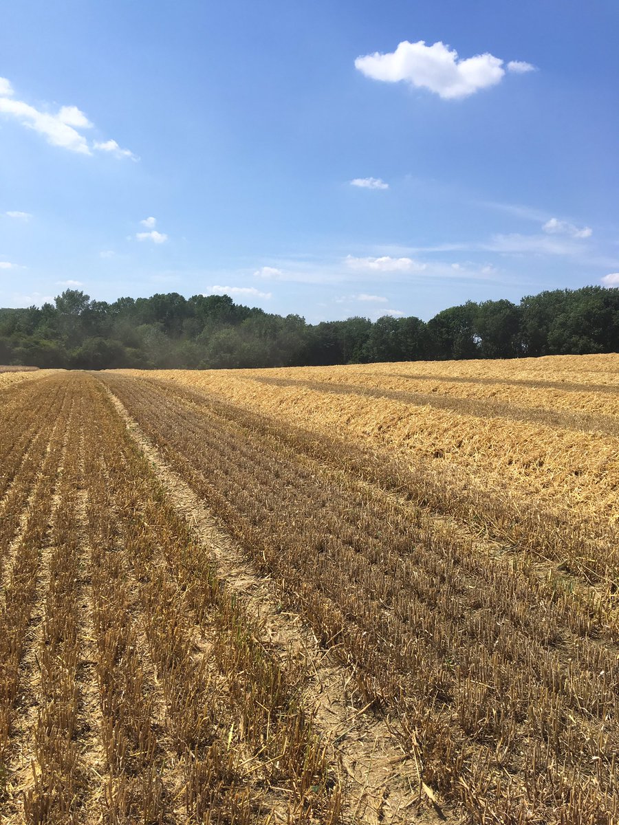 SilfieldL's tweet photo. Harvest well underway here winter barley being finished off then straight into the osr #claas #JohnDeere #stewarttrailers #harvest19 #heatwaveuk #winterbarley #Norfolk https://t.co/mmqvtzlxyM