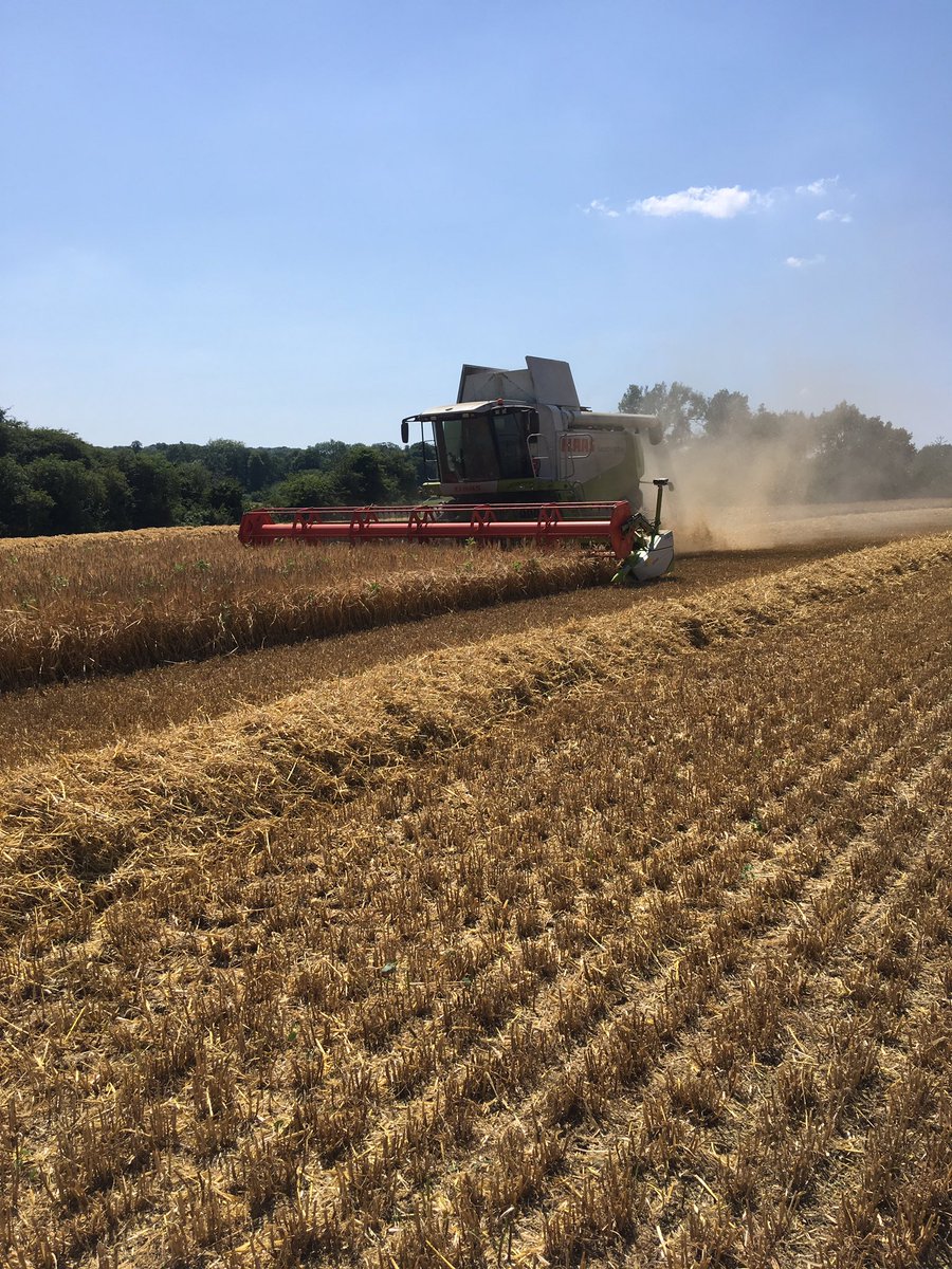 SilfieldL's tweet photo. Harvest well underway here winter barley being finished off then straight into the osr #claas #JohnDeere #stewarttrailers #harvest19 #heatwaveuk #winterbarley #Norfolk https://t.co/mmqvtzlxyM