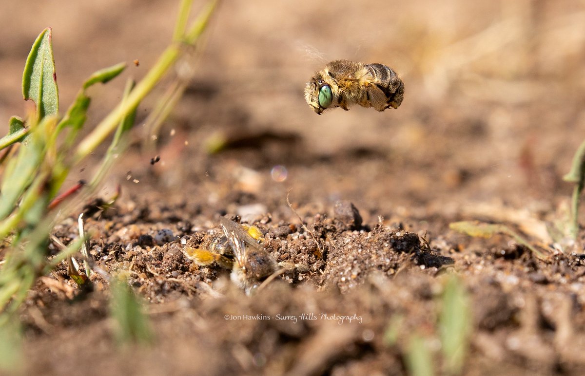 Green-eyed Flower bee watching his mate digging .. thanks for the ID on yesterdays tweet #bees #entomology #greeneyedflowerbee 
@WildlifeTrusts

@Natures_Voice
 
@WoodlandTrust
 
@Britnatureguide
 
@Britnatureguide
 
@iNatureUK
 #surreyhillsphotography #macro