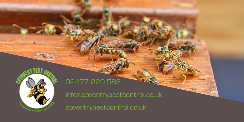 Coventry Pest Control (CovPestControl) Twitter