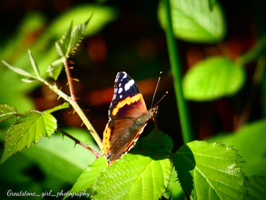 GreatstoneG's tweet photo. @savebutterflies #orlestoneforest #amaturephotographer #butterflies #nature https://t.co/uWIVtKZmoN