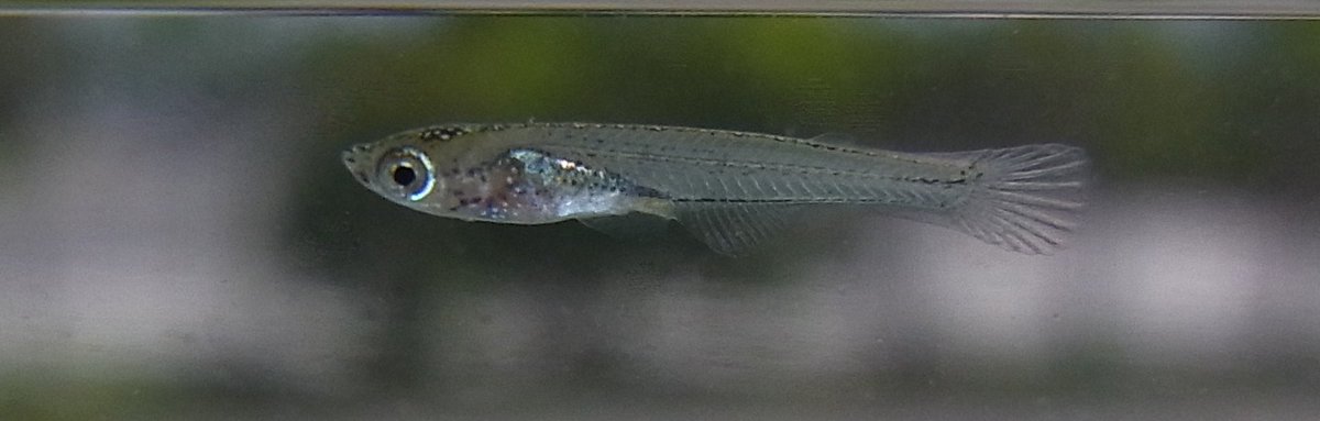 Rhodeus در توییتر 海のミナミメダカ Oryzias Latipes 稚魚 某河川河口の水面を泳ぐ小さな魚 最初はハゼ類の稚魚と思っていたが 泳ぎ方がメダカっぽい 水汲み容器でそっと掬い 観察ケースで撮影 間違いない メダカだ メダカは耐塩性があると聞いてはきたが