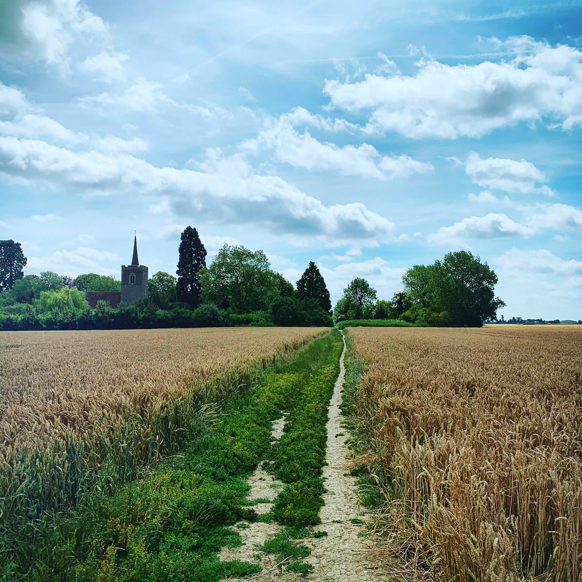 Regretted going for a lunchtime walk the moment I realised it was 32 degrees and I was in the middle of an airless field with no shade. #judgement #error #sweatymess