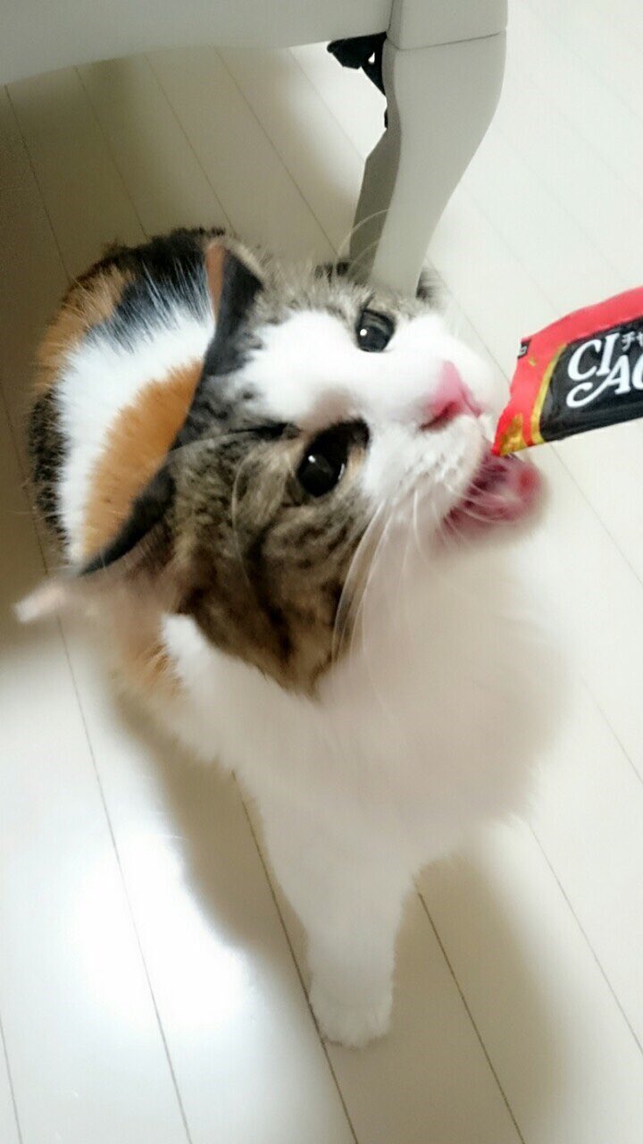 周年の中川翔子 今日はmmts新作の撮影にいっしょに来てモデルしたピンクちゃん 鼻ピンクに染まって おとなしくカメラみてすばらしいモデルっぷり ということで本日のギャラ ちゃおちゅーるです T Co Ryxt7abwgk Twitter