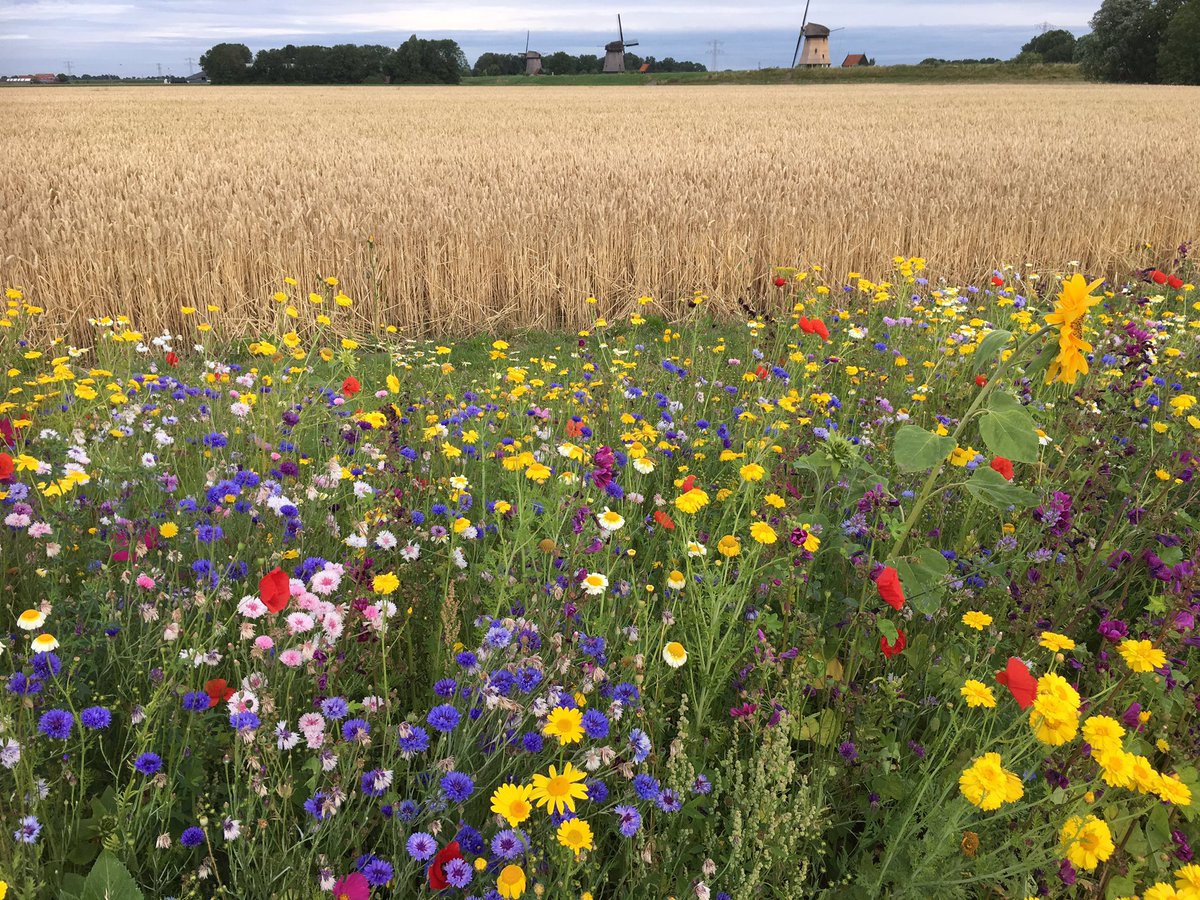 Michel de Groot tweet media