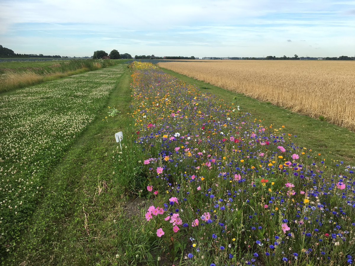 De <a href="/AdvantaNL/">Advanta</a> bloemenmengsels bij vestiging <a href="/AGROTHEEK/">FarmPlus_CAV</a> in #ursem hebben het op dit moment prima naar het zin met deze weersomstandigheden.