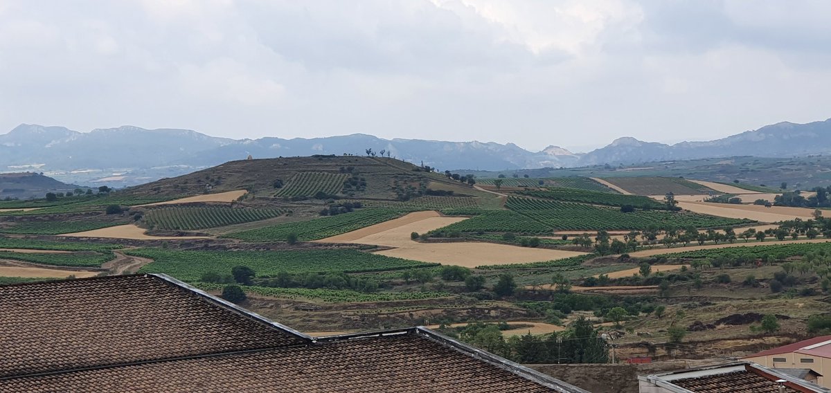 FINCA ALLENDE tweet media