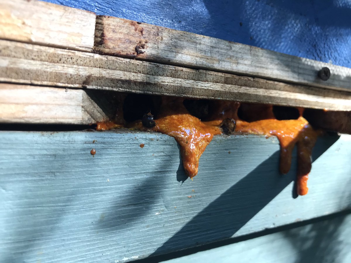 It may bee midsummer but my bees are starting to lock down the entrances for the #waspinvasion with #propolis #beehealth background thoughts of #autumn