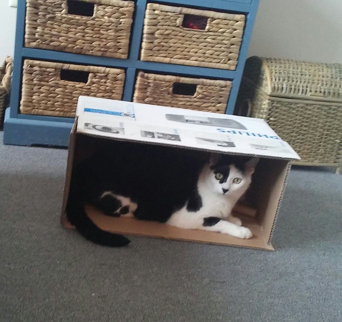 envisione's tweet photo. @GinlueArt "You inspired Mamacita. She gonna decoupage my #CozyBox wif pretty pictures for good vibes!"
#ElGato
#AuntieDoodleRULES! https://t.co/0KIbcdLevf