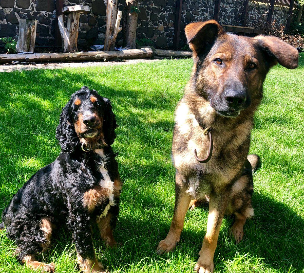 PSOSDogs's tweet photo. Good shift for Indy and Ted. #PDTed recovered Cocaine &amp; Cannabis at a house search this morning. Whilst #PDIndy traced a high risk suicidal missing women. 
#ItsOkNotToBeOk
#TheNoseKnows 
🐾🐶 https://t.co/gNYeNBPsJB