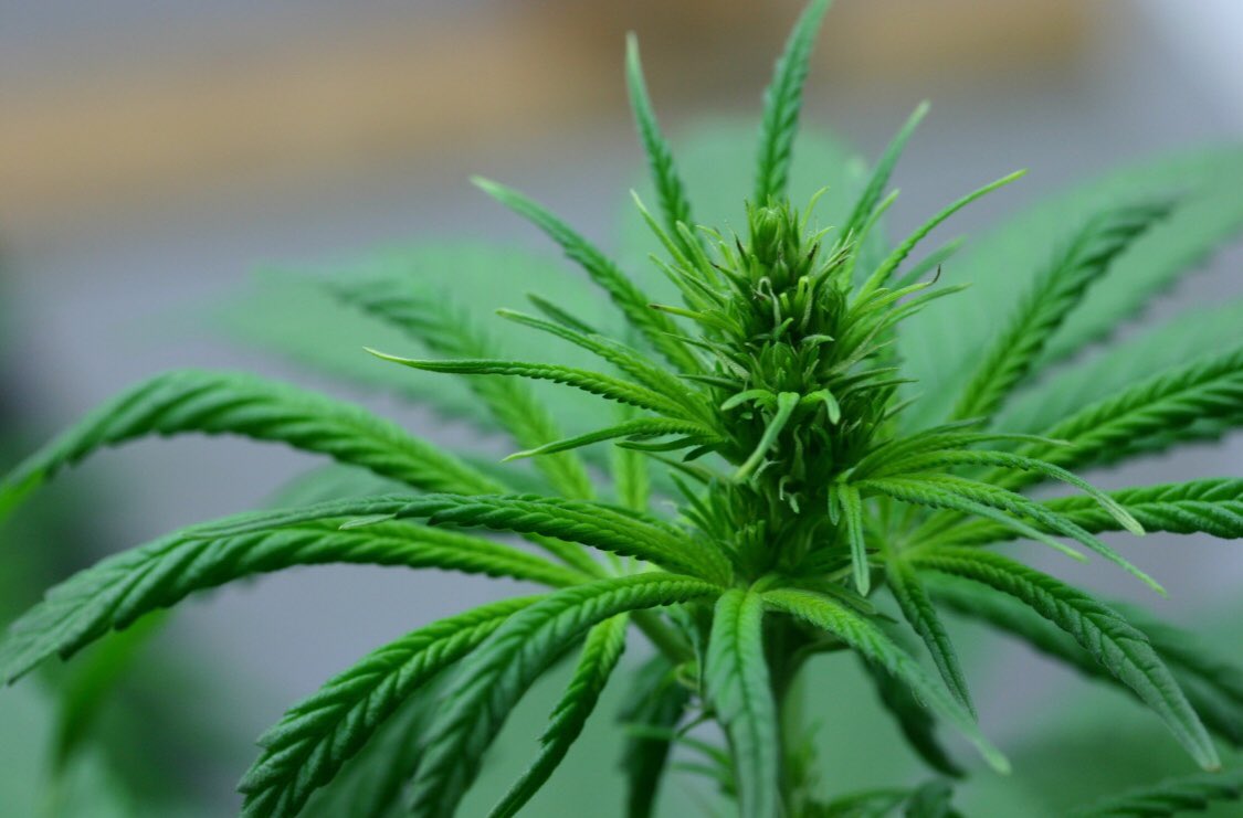 blerer2's tweet photo. Young hemp flower. Important to test THC/CBD levels for compliance. https://t.co/SmlqYFVdjt