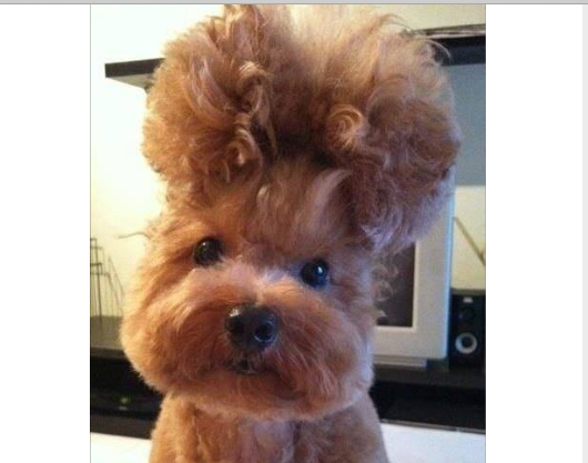 I just had my hair done. Do you like it? 

#AdorablePuppy #DogHairStyles