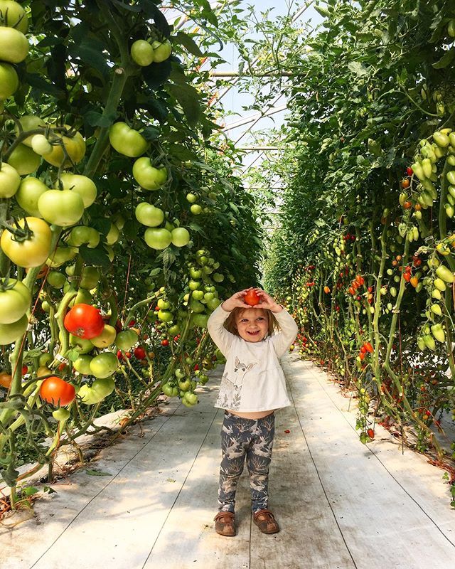 This little sprout wants to let all our CSA members know that they will be getting TOMATOES this week!! ❤️🍅
•
Cette petite pousse veut faire savoir à tous nos membres des paniers bio qu'ils auront des TOMATES cette semaine! ❤️🍅 #organic #organicfarm … ift.tt/2SEpiVu