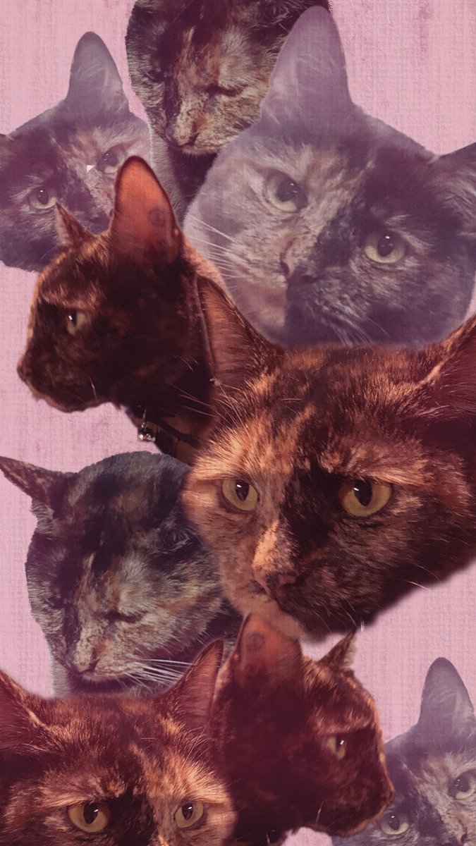 xitricite's tweet photo. Reilly's #catpaper (cat wallpaper)
Cinnamon and Kitty are very precious smol meows https://t.co/KdienDp8FO