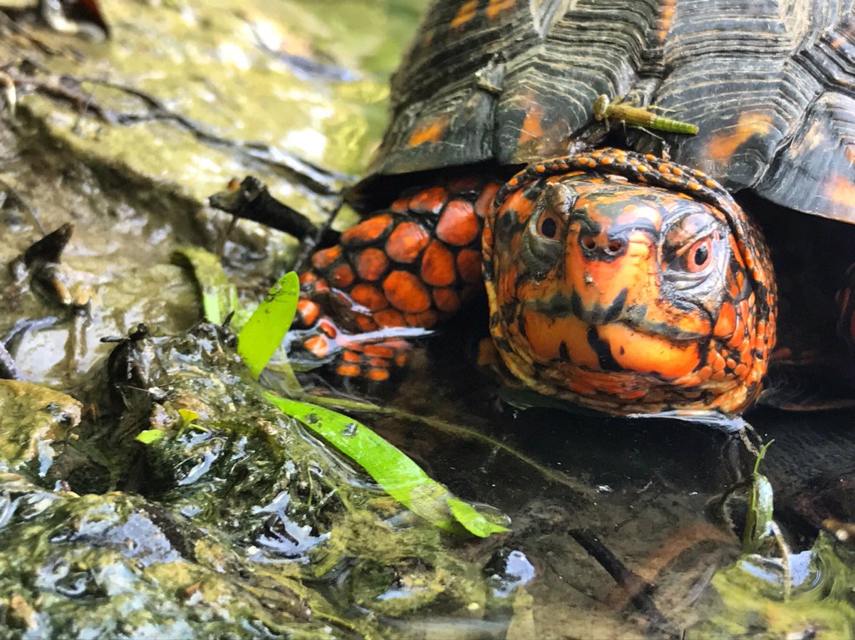 squirrels_at_iu's tweet photo. Today on #NotASquirrel... this beautiful guy was resting along the #JordanRiver near Woodburn today! Did you know #boxturtles are threatened in Indiana? 🐢 https://t.co/QioOQwQzva