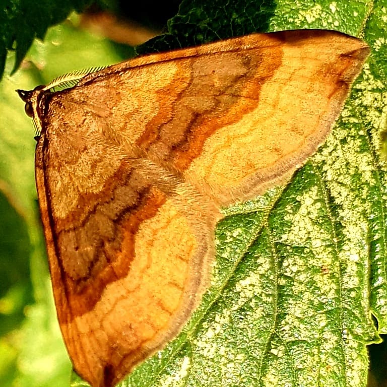 Shaded broad bar. First time I've seen one.