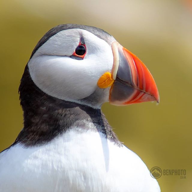 Bengybenjamin's tweet photo. What an amazing experience visiting the Puffins on the Inner Farne. A boat trip around the Farne islands to see all the magnificent wildlife they had to offer followed by landing on Inner Farne to see all the birds that have taken over the Island 😁⁠
… https://t.co/JUrCv1Gjzd https://t.co/FUfxVuQLnk
