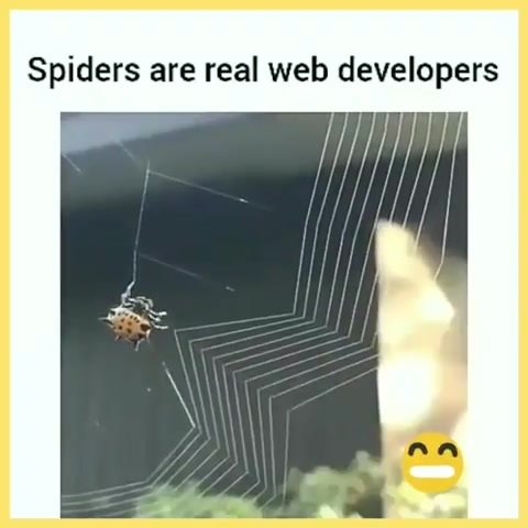 coding_decoding's tweet image. Spiders are real web developers...
Tag your friends and follow @codinganddecoding

#codinganddecoding
#programmer
#softwareengineer
#programmerlife
#programming
#developer
#coder
#coding
#decoding
#softwaredeveloper
#softwaredevelopers
#computerscience
#… ift.tt/30Q5S2D
