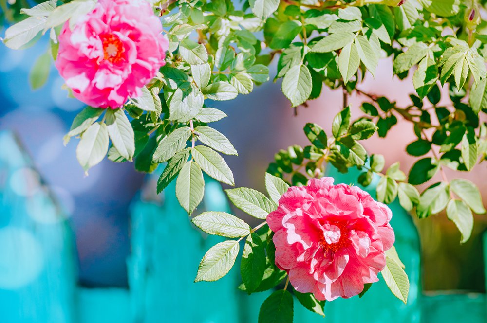 Pink flowers
#spring #flower #marfffaart #photography
