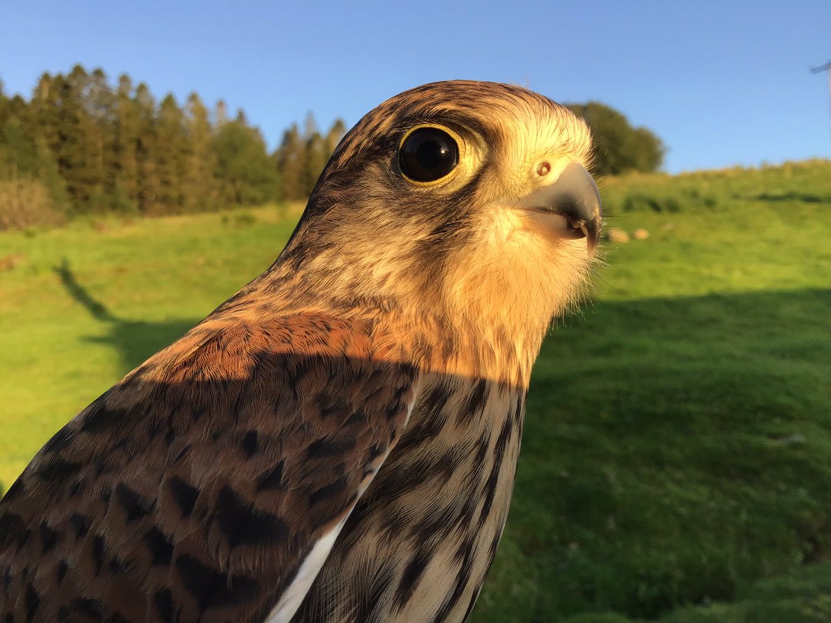 Kintailbop's tweet photo. What do you mean bed time, I am busy catching the last rays of sunshine. #argyll #southlochaweside #eredinevillage #lochawefalconry #lochawe #falconrylochawe https://t.co/rL7Tync8ED