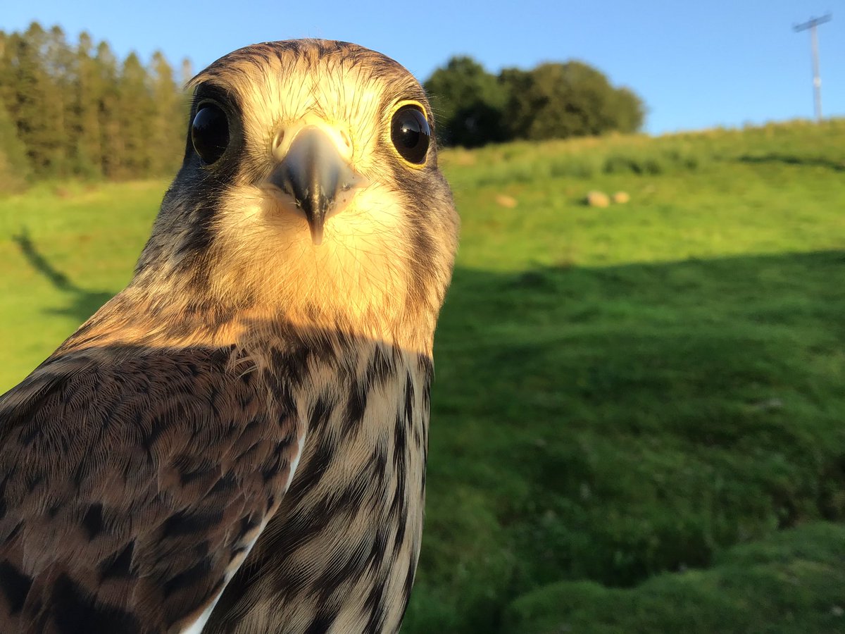 Kintailbop's tweet photo. What do you mean bed time, I am busy catching the last rays of sunshine. #argyll #southlochaweside #eredinevillage #lochawefalconry #lochawe #falconrylochawe https://t.co/rL7Tync8ED
