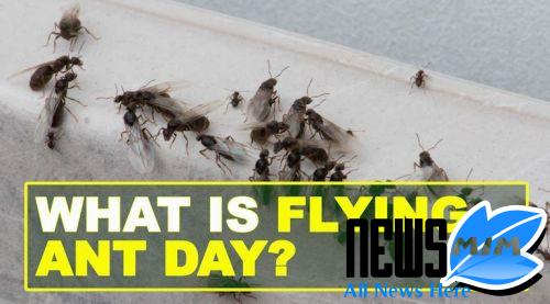 Flying ants hit Huddersfield as temperatures upward thrust in summer weather -- #Flying #a... https://newsmim.com/flying-ants-hit-huddersfield-as-temperatures-upward-thrust-in-summer-weather.html …