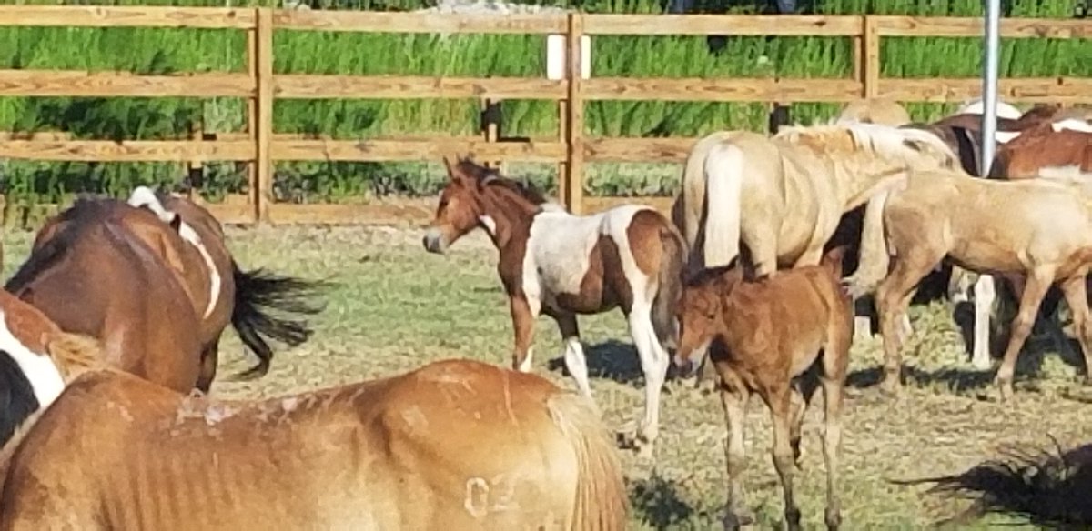 p_tprb4's tweet photo. After numerous years of teaching "Misty of Chincoteague" as a novel study choice, I'm finally going to see the run &amp; swim tomorrow! @TESSeagulls @Mere008 @Mrs_JohnsonVB @LAMueller17 @cziggy1 @Amconley49 @msdurkin14 https://t.co/KTLLXy70cR
