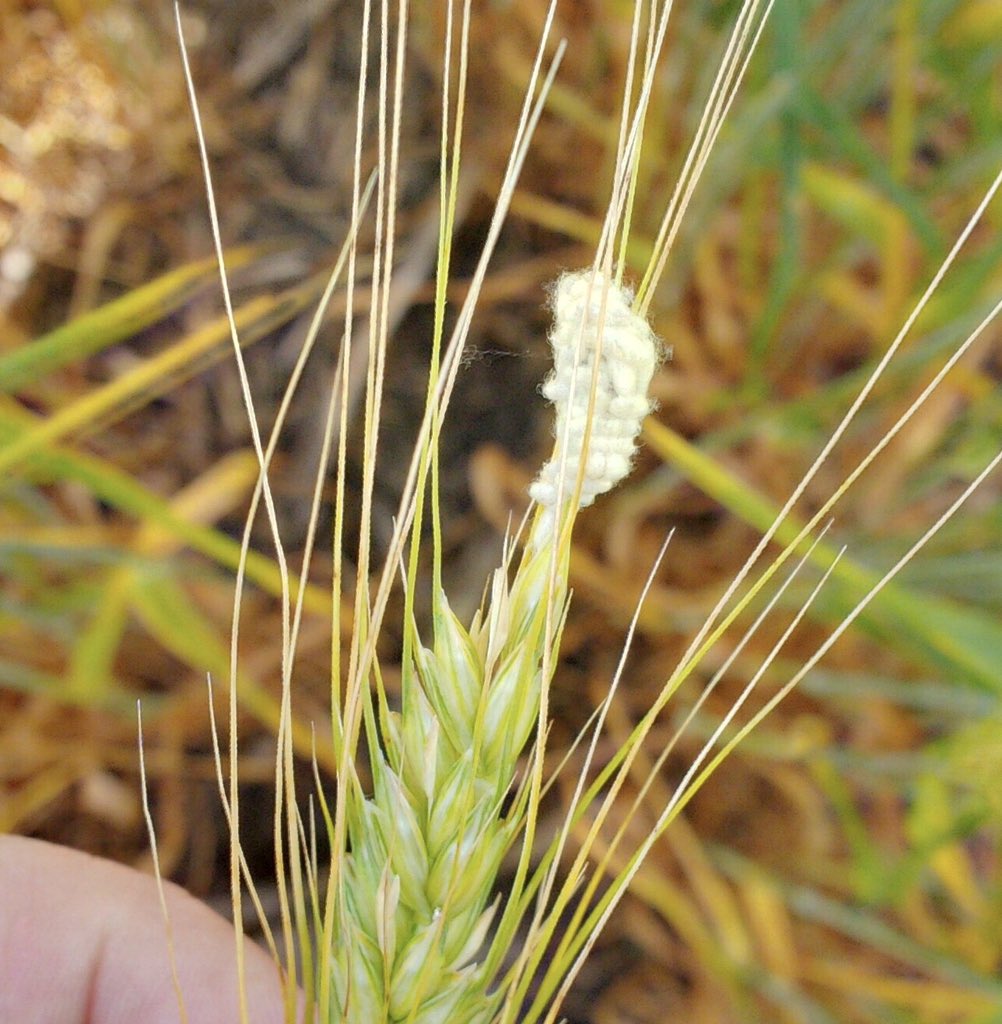 IngridKrist1's tweet photo. Seeing interesting critters in your fields? Ladybug larva 🐞 and pupal casings of Cotesia wasps are some of the good bugs out there. Good to hear producers are choosing beneficial-friendly insecticide when it’s a must-spray situation! #scout2019 #MBAg #goodbug #beneficialinsect https://t.co/2PdruujqEa