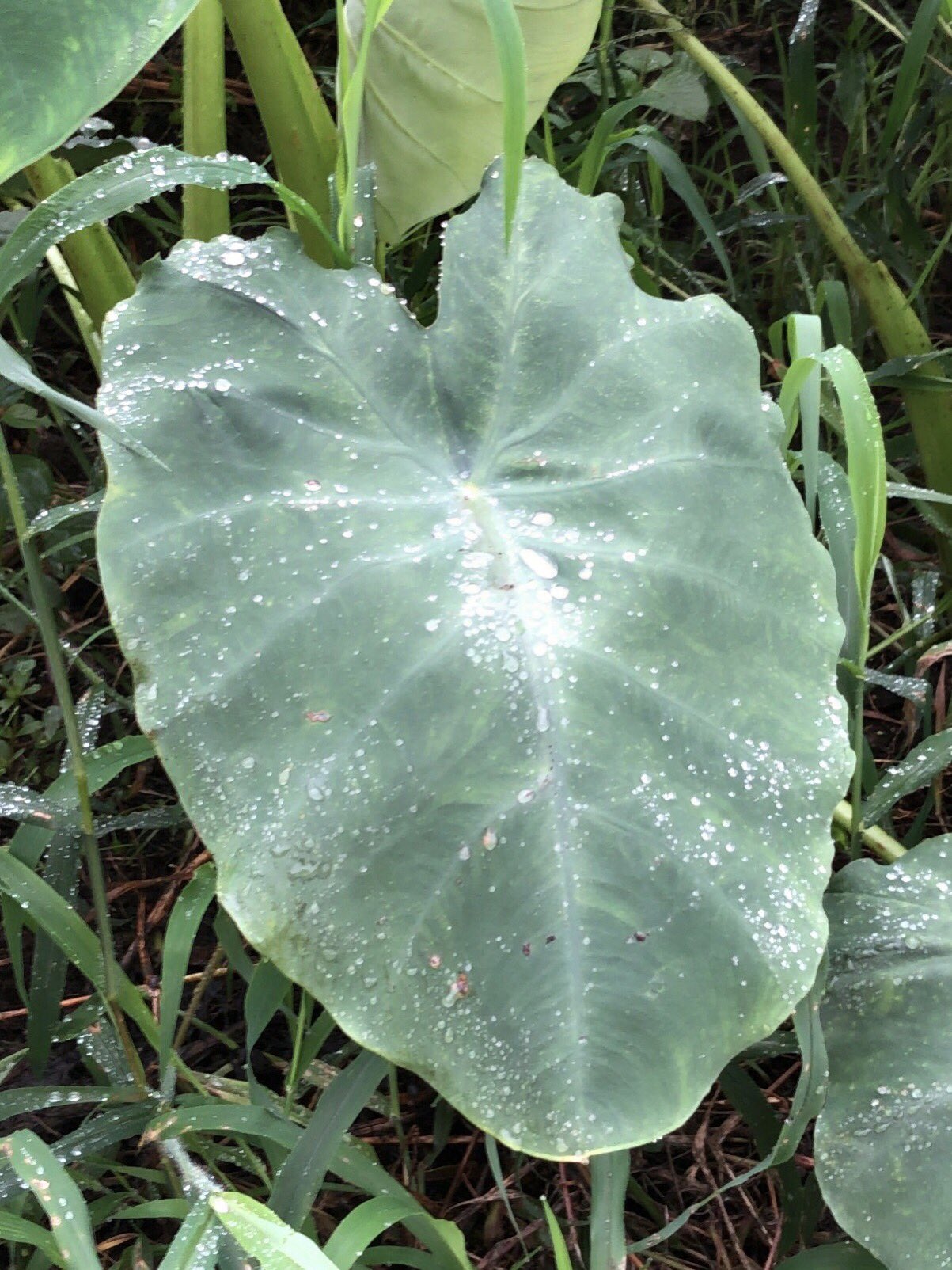 Colocasia Esculenta Twitter Search Twitter
