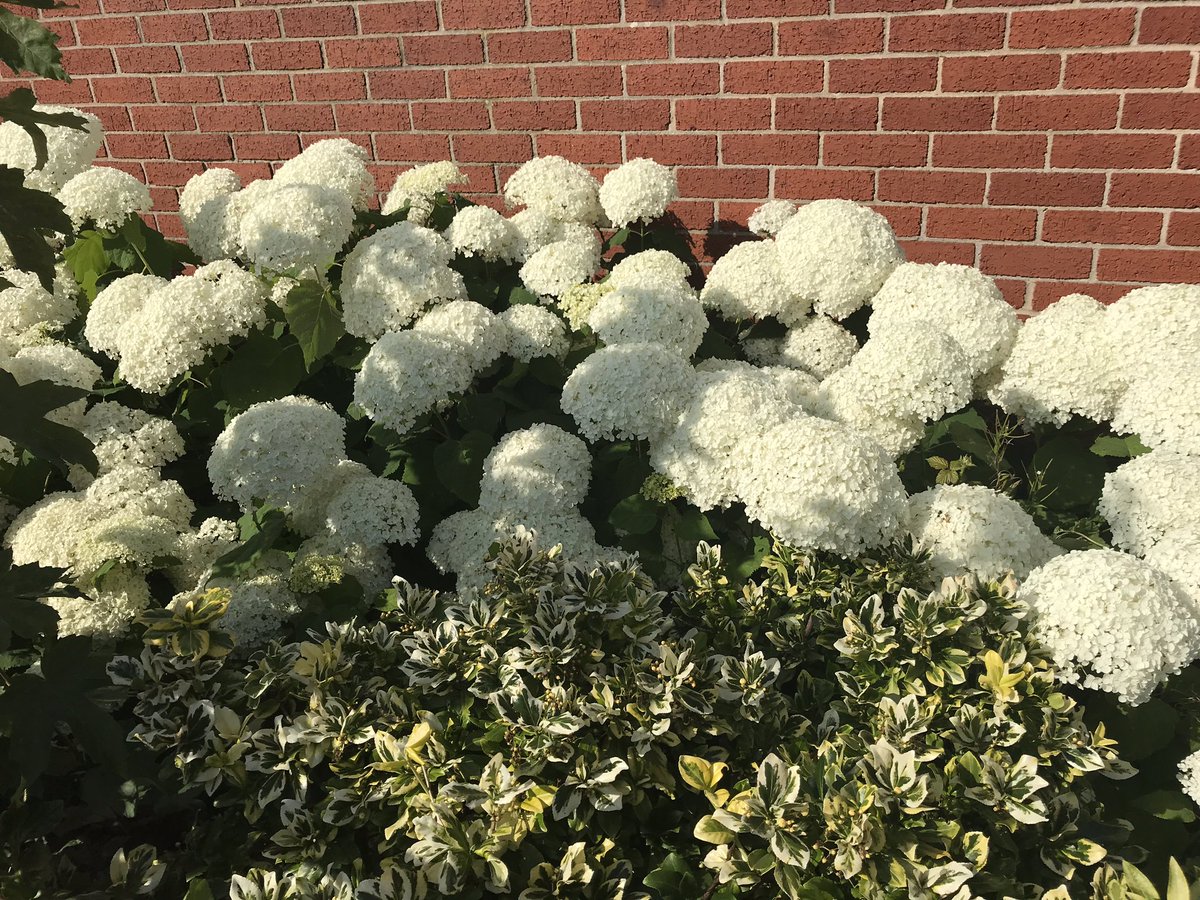 MandiB_'s tweet photo. How glorious are the #hydrangea plants outside @STHLibraries #ParrLibrary today #flowers #sunshine #summerishere https://t.co/J4RTUlMwrt