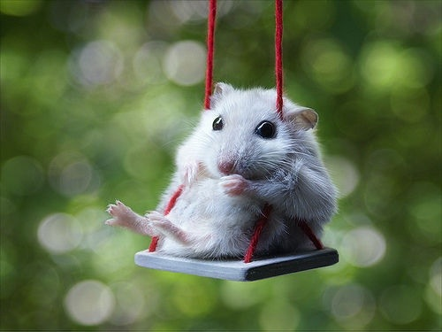 MOTIFRASES123's tweet photo. Hamster da sorte 🤞🍀
RT e terá uma boa notícia 🤞🍀 https://t.co/ivniqCenr2