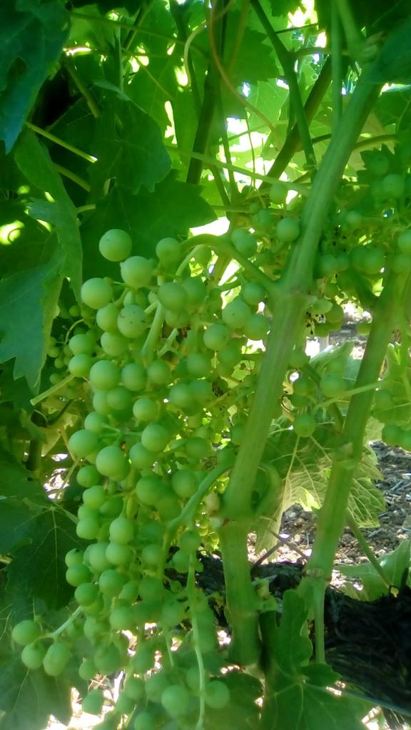 Bodegas Finca Nueva tweet media