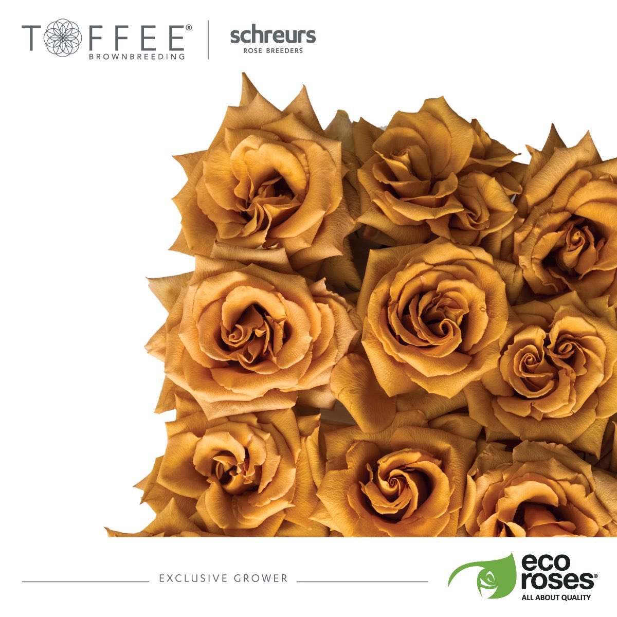 EcorosesSA's tweet photo. This variety is as hot… as hot chocolate! ☕️🍫 Visit our webpage and find out more about our novelty varieties: https://t.co/tkBMXsYn6O #Toffee #ToffeeExclusiveGrowers #Rose #Roses #ToffeeRoses https://t.co/pRTqDrOgBk