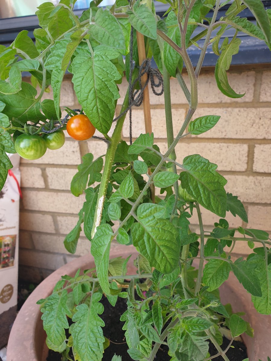 All it takes is 1 after school club to give your child a new passion! Tait loved gardening club after school last term. So far this summer we have had 3 crops of peppers and are now waiting on tomatoes and strawberrys!
@StEunan @WDCouncil 
#learningduringtheholidays #schoolclubs