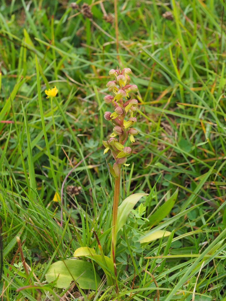 23/7/19 It’s Frog Orchid Day, well in my calendar anyway ! ! 
N. Yorks - <a href="/IngleboroughNNR/">Ingleborough NNR</a> <a href="/YWT_North/">Yorkshire Wildlife Trust - North Yorkshire</a> - great to see them, various shades of red &amp; green, quite widespread and in good numbers